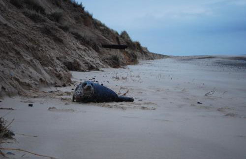 Lazy Days Cottage - Foto 52