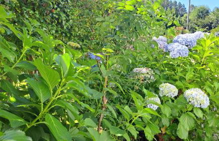 Casa Pinho - Foto 37