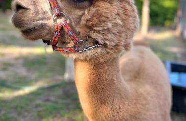 Agroalpaka Mazury - Foto 1