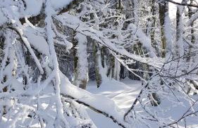 Gîte 4 à 10 Personnes avec sauna" La ferme des Sources" dans les Hautes Vosges - Foto 51