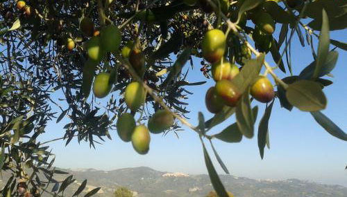 Colle Bianco - Foto 2, Garden