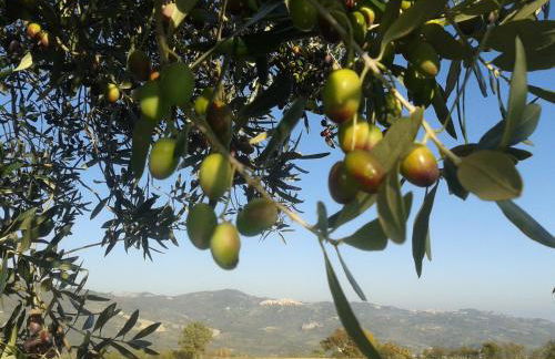 Colle Bianco - Foto 2