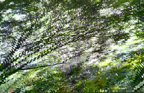 Natura Ravee Greenstay - Photo 67