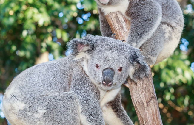 Currumbin Wildlife Sanctuary Ticket - Foto 1