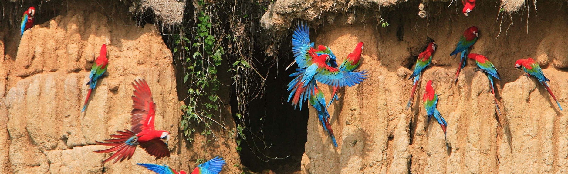 Excursion à la "colpa" des aras de Chuncho