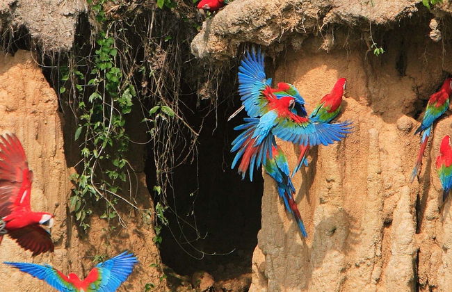 Excursion à la "colpa" des aras de Chuncho - Photo 1