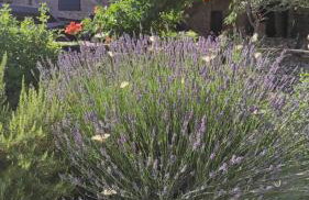 Country House Hacienda - Photo 10