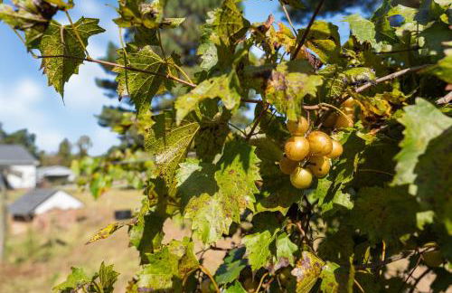 Meadow Farm in Holly Springs, NC - Foto 23