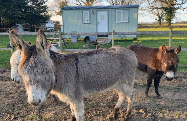 Starry Meadow - Foto 65