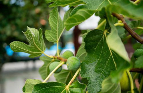 Villa Bistre - Foto 54