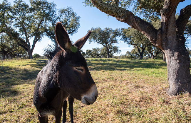 Herdade das Onzenas de Cima - Foto 30