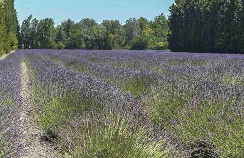 La provençale - Foto 13