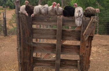 Taos Goji Farm & Eco-Lodge Retreat - Foto 45