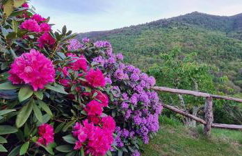 Apartamentos Rurales El Bosque de las Viñas - Photo 48