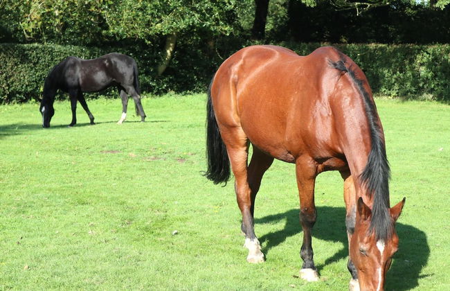 Charming 2-bed Cottage, Beautiful Views, Knutsford - Photo 11