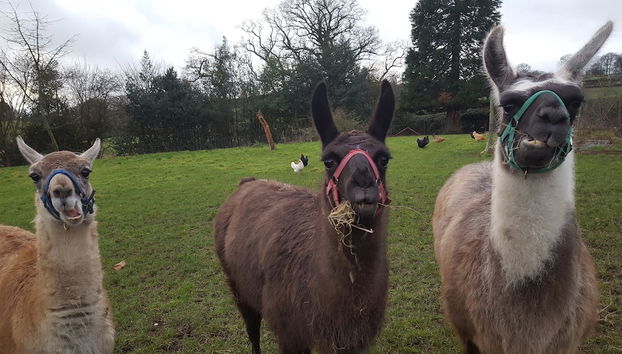 Courtyard Cottage - Foto 2, Diversos