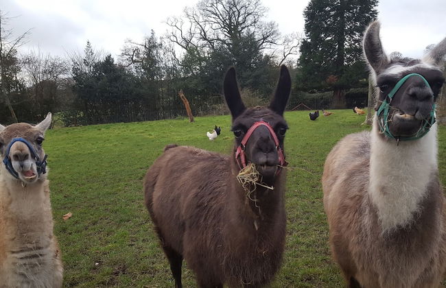 Courtyard Cottage - Photo 6