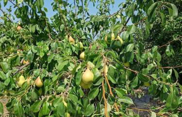 Villa bella Diamante - Foto 22