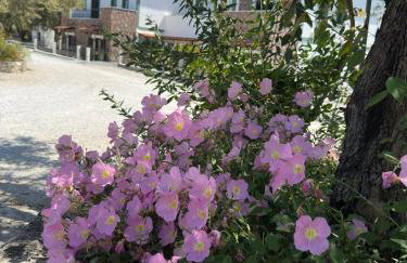 Elea Houses - Foto 14