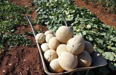 Apartments Bakša - Photo 15