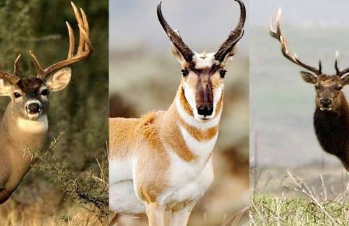 Thousand Lake Lodge at Capitol Reef - Foto 8