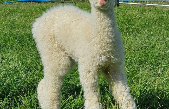 Dartmoor Reach Alpaca Farm - Foto 35