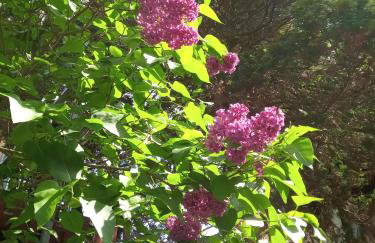 Ferienwohnung zum Sebnitzer Hirsch - Photo 34