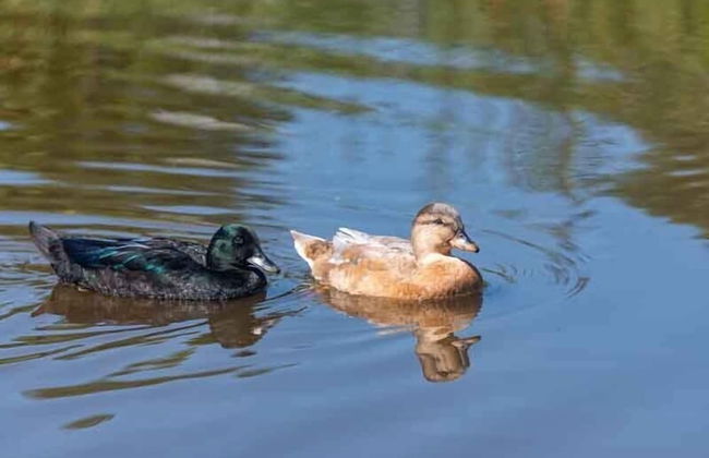 Frankaborough Farm Holiday Cottages - Photo 37