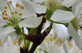 Blütenlodge Bodensee - Foto 47