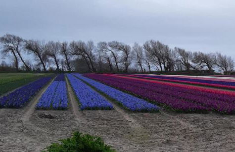 Les gîtes de Tréguennec - Photo 30
