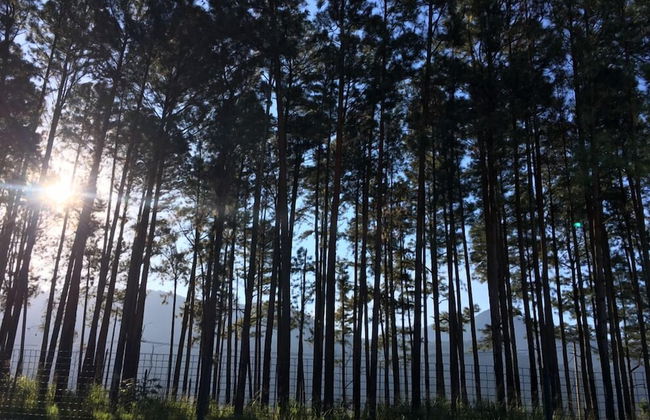 Reserva do Sahy, Condado - Foto 23