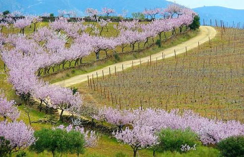 Casa do Tablado - Foz Côa - Foto 41