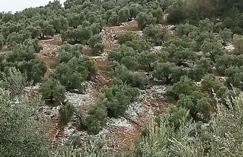 El Almendro De La Tia Teresa - Foto 23