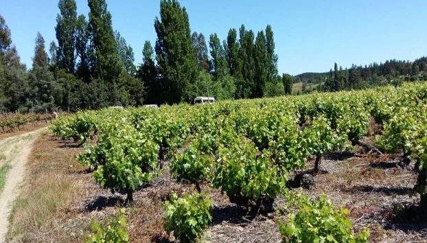 Vinhedos do vale de Itata