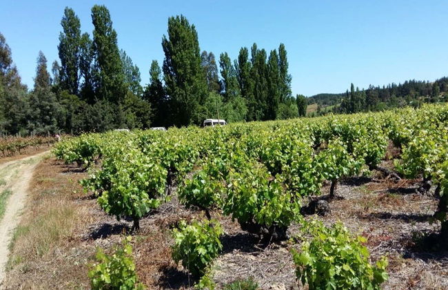 Tour de vinhedos e adegas pelo vale de Itata - Foto 4