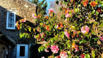 Cute Cornish Cottage - Foto 1