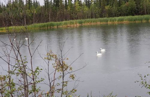 Denali Wild Stay - Bear Cabin with Hot Tub and Free Wifi, Private, sleep 6 - Foto 29