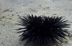 Casa de praia no paraíso de Angra! - Foto 30