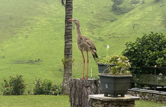 Hotel Fazenda Valaisan - Photo 34