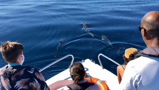 Enjoying the dolphins from the boat