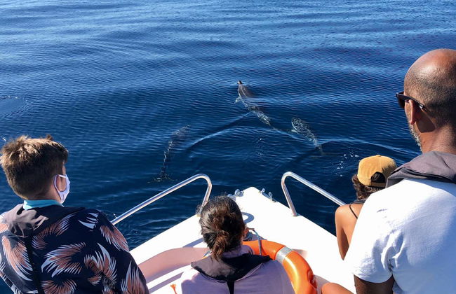 Faro Dolphin Watching Tour - Photo 1