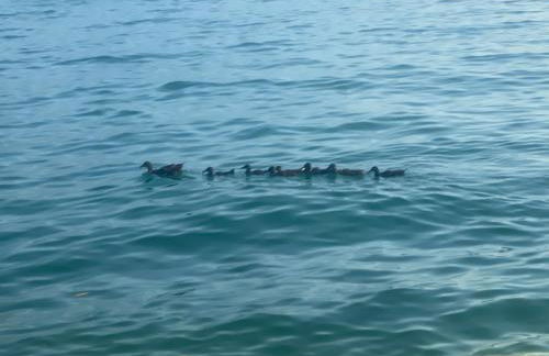 10 minuti dal Lago di Garda e da Gardaland - Foto 60