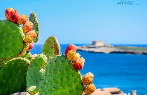 MYRICAE Marzamemi Ospitalità Siciliana - Foto 31