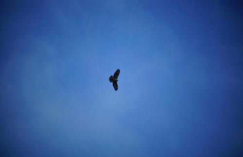 Buzzards Retreat - Foto 28