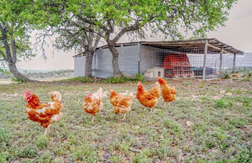 Center Point Countryside Cottage with Deck, Grill! - Photo 5