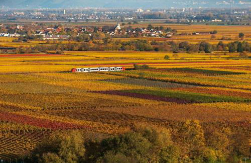 Unter den Reben - Foto 41