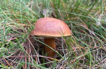 Agroturystyka Parlińskie Wody I - Foto 40