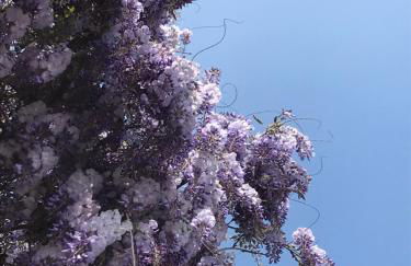 Foresterie MAGNOLIA - Foto 25