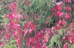 Dom na Warmii -Siedlisko Jabłonka - Foto 66