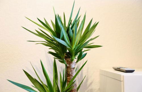 Vaubanstudio historischer Soutyhof - Foto 8